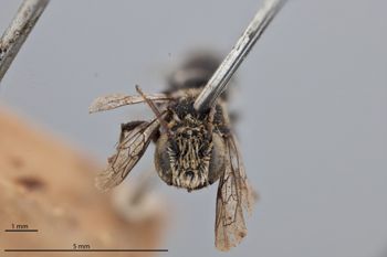 Media type: image;   Entomology 790128 Aspect: head frontal view